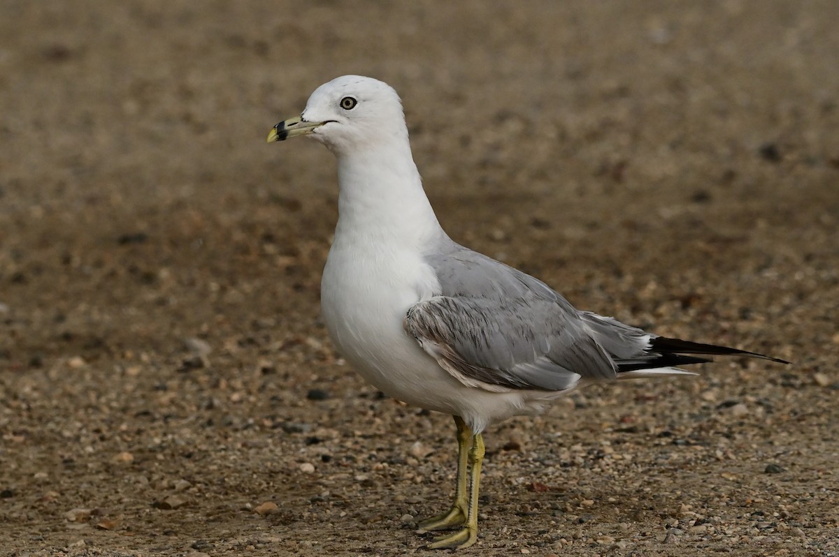 Ring-billed Gull - ML479181131