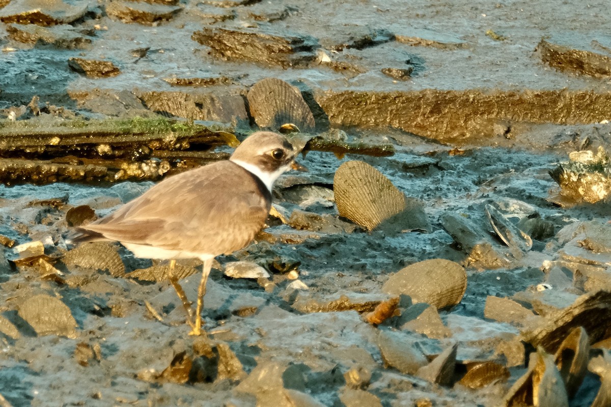 Semipalmated Plover - ML479181211