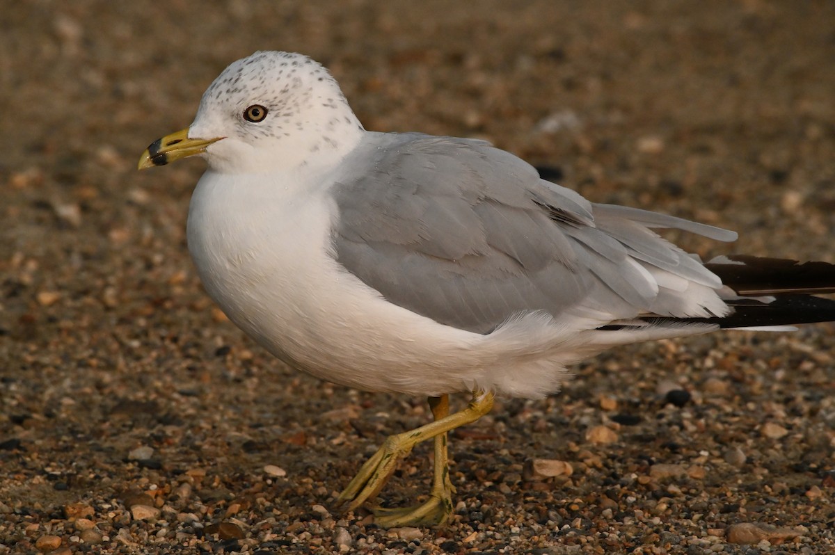 Ring-billed Gull - ML479181551