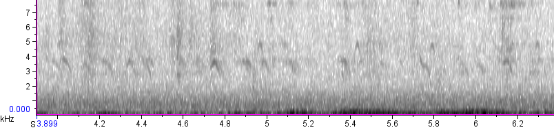 Red Crossbill (Ponderosa Pine or type 2) - ML479182361