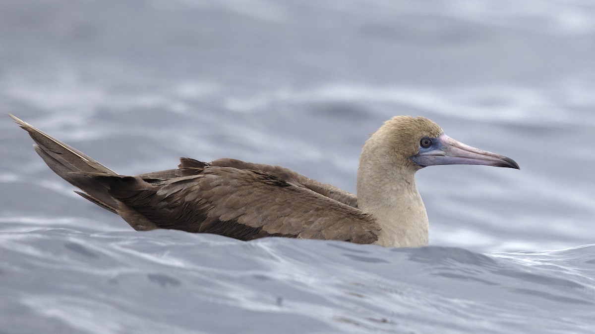 Red-footed Booby - ML479185241