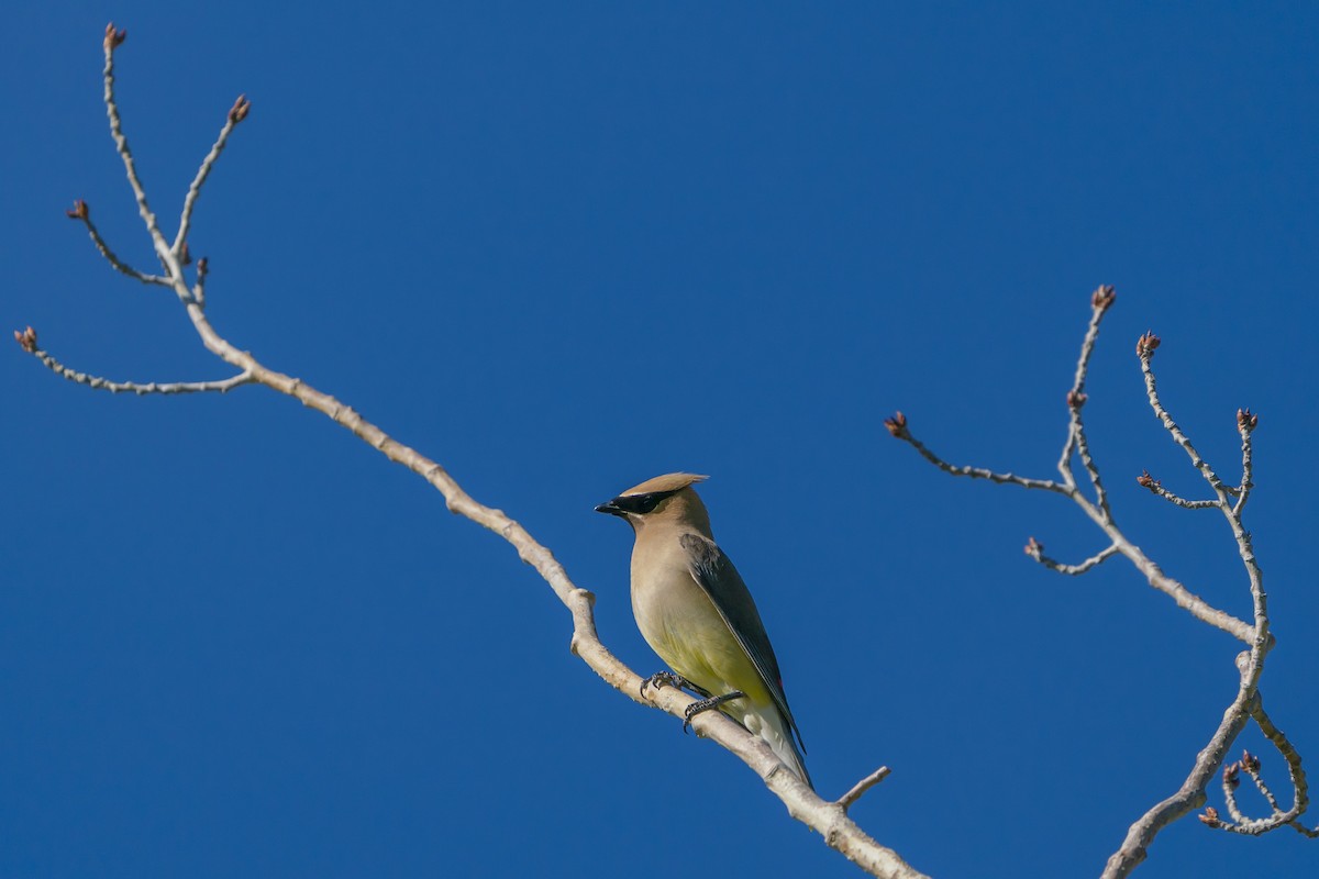 Cedar Waxwing - ML479186201