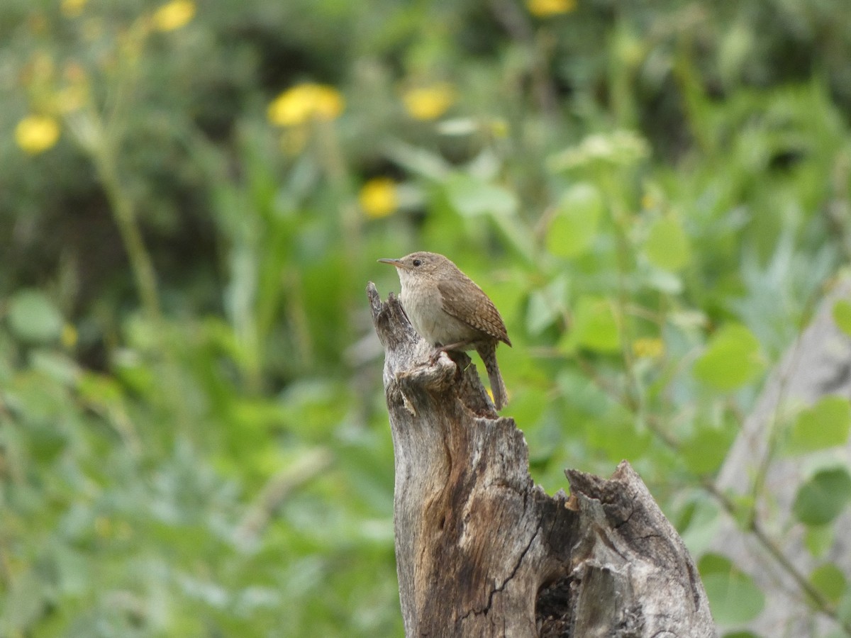 House Wren - ML479186941