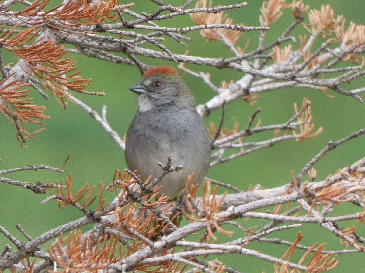 Green-tailed Towhee - Melissa May