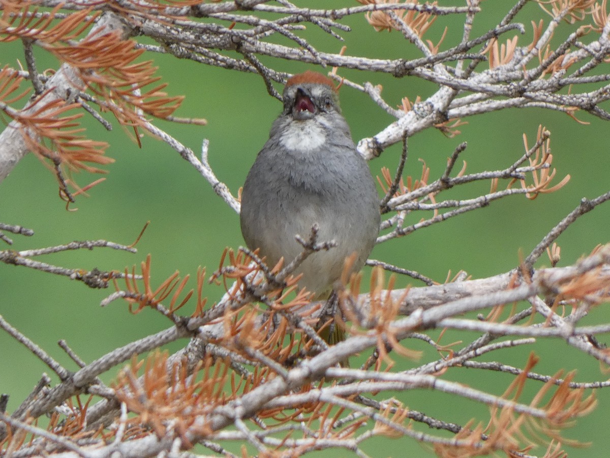 Green-tailed Towhee - ML479187071