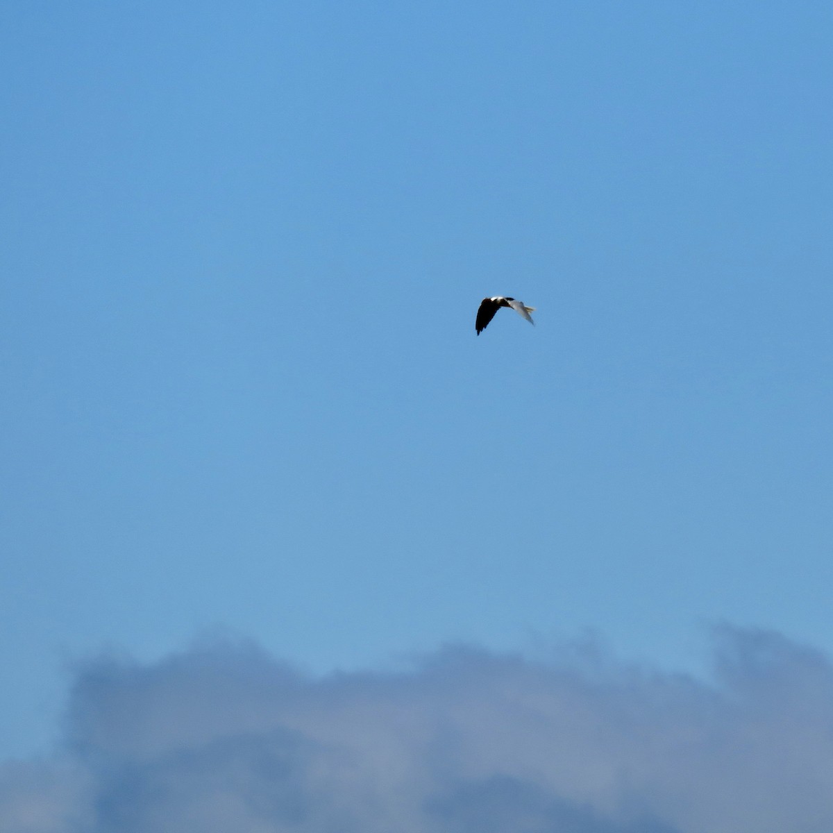 White-tailed Kite - ML479187131