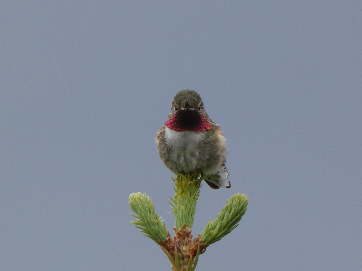 Geniş Kuyruklu Kolibri - ML479187211