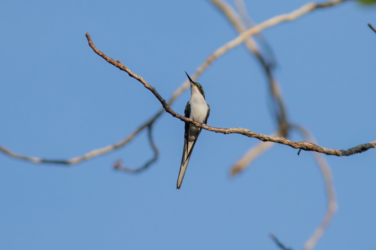 kolibřík černouchý - ML479187851