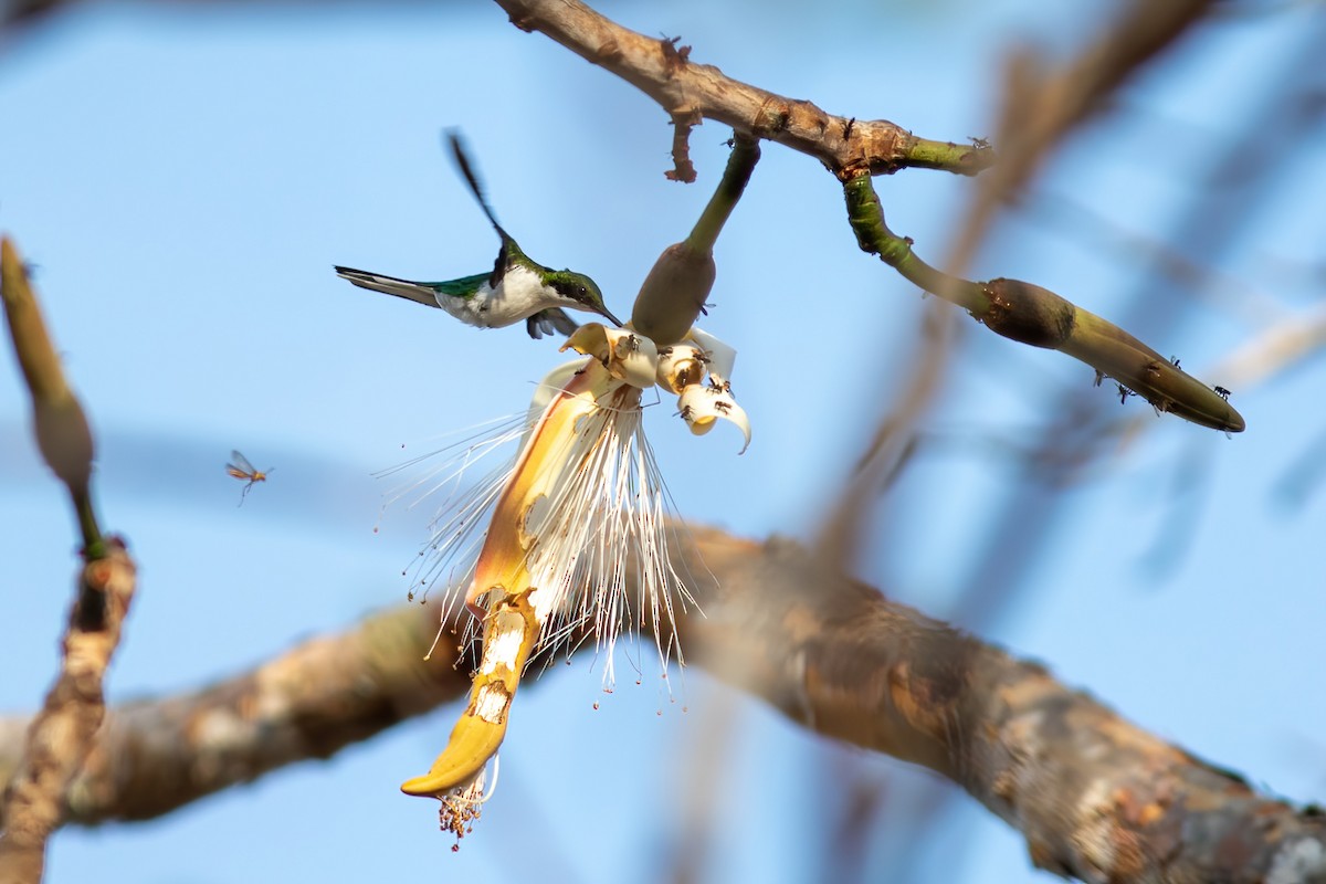 Grünstirn-Schmuckkolibri - ML479187861