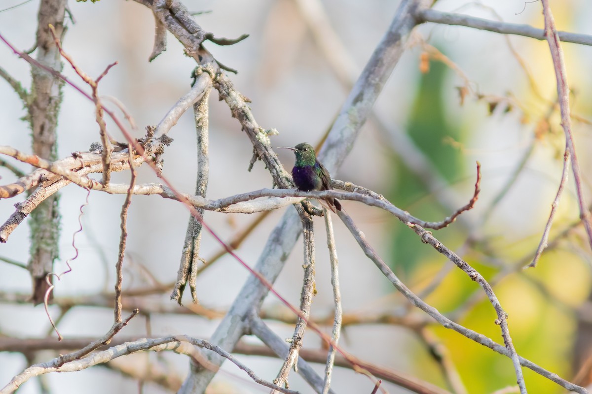 Fork-tailed Woodnymph - John C Sullivan