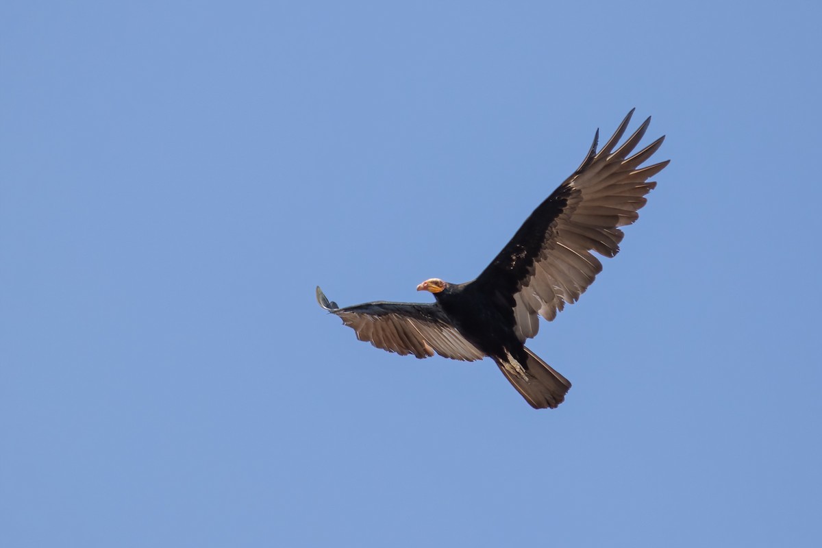Greater Yellow-headed Vulture - ML479188141