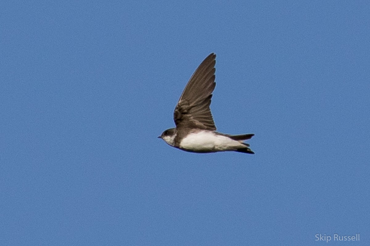 Bank Swallow - ML479188341