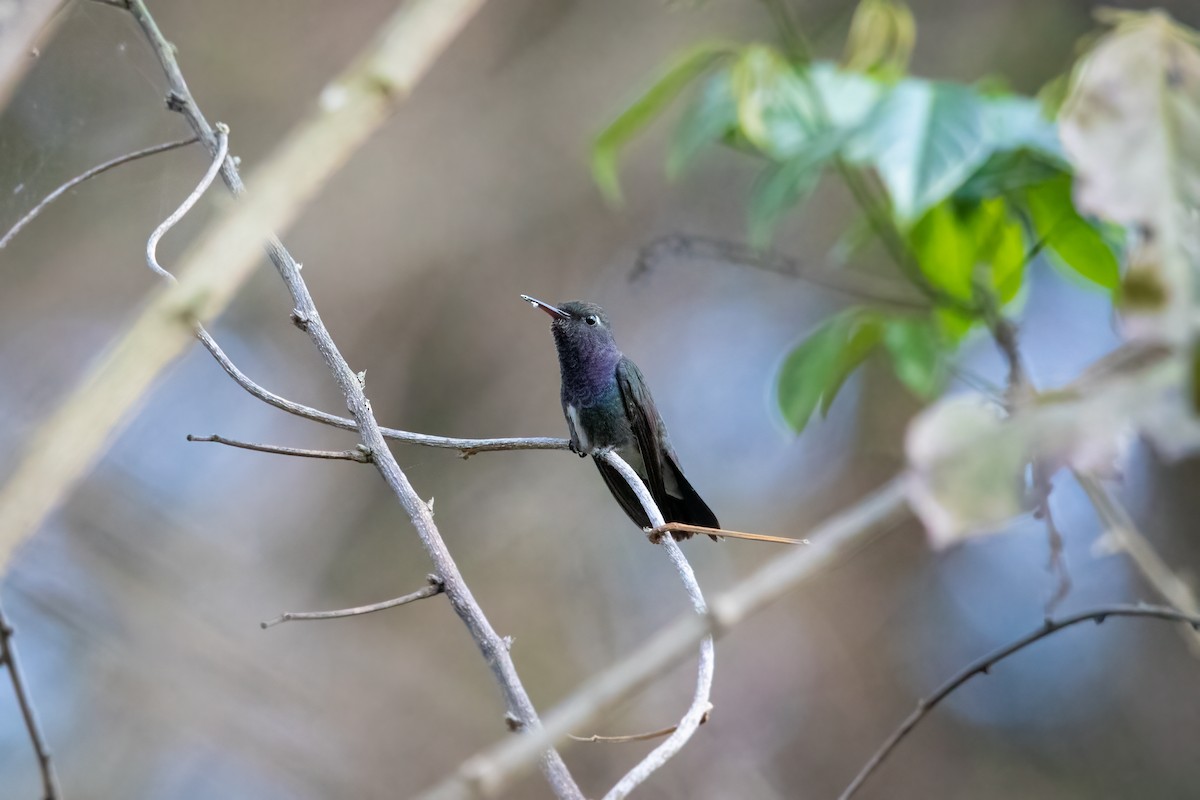kolibřík safírový - ML479189971