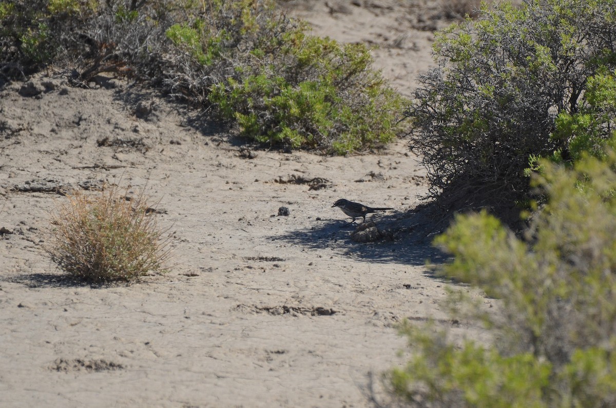 Sagebrush Sparrow - ML479190561