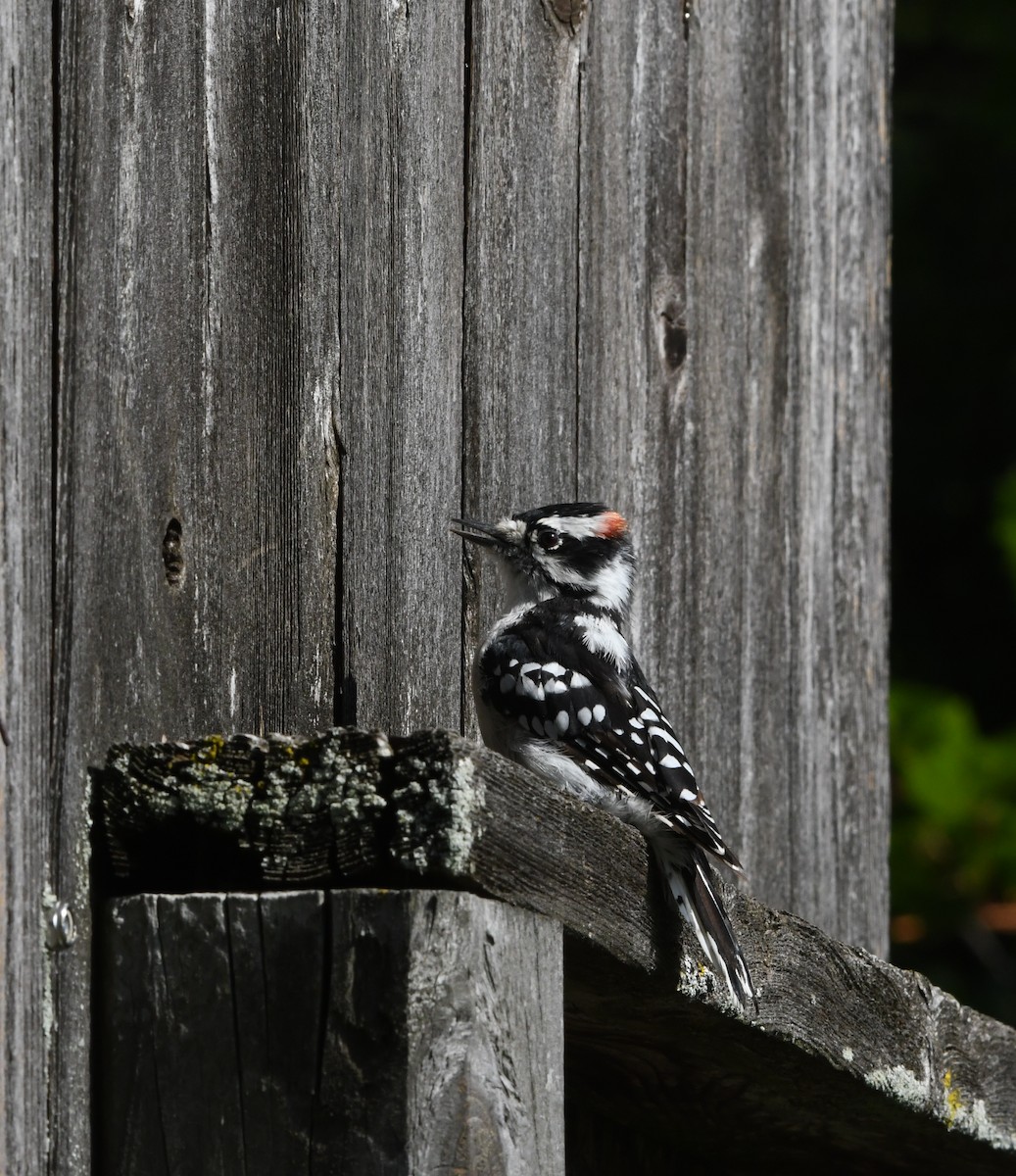 Downy Woodpecker - ML479190861