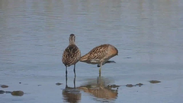 kortnebbekkasinsnipe/langnebbekkasinsnipe - ML479191121