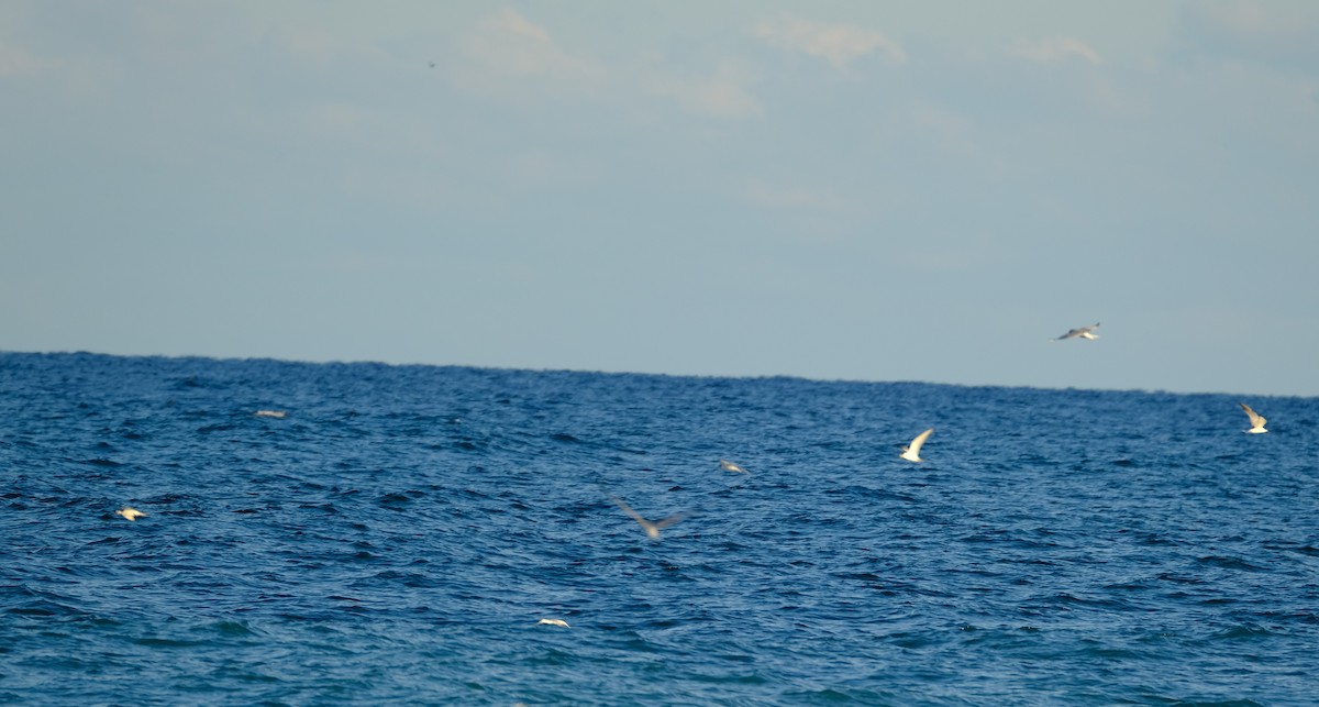 Least Tern - Casey Hooker