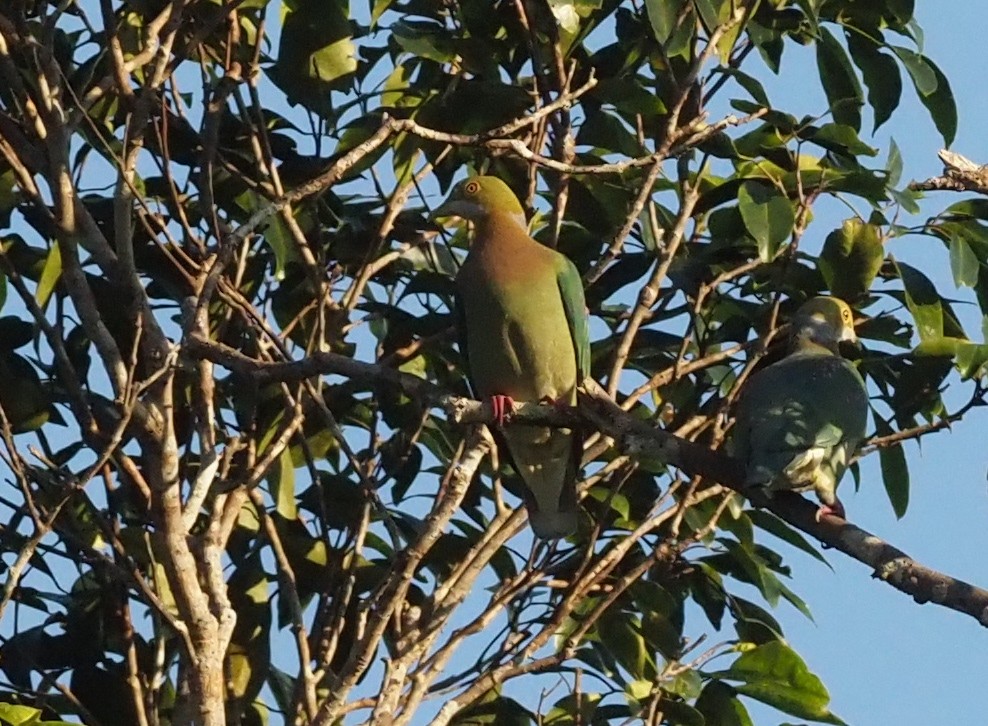 Pink-spotted Fruit-Dove - ML479192981