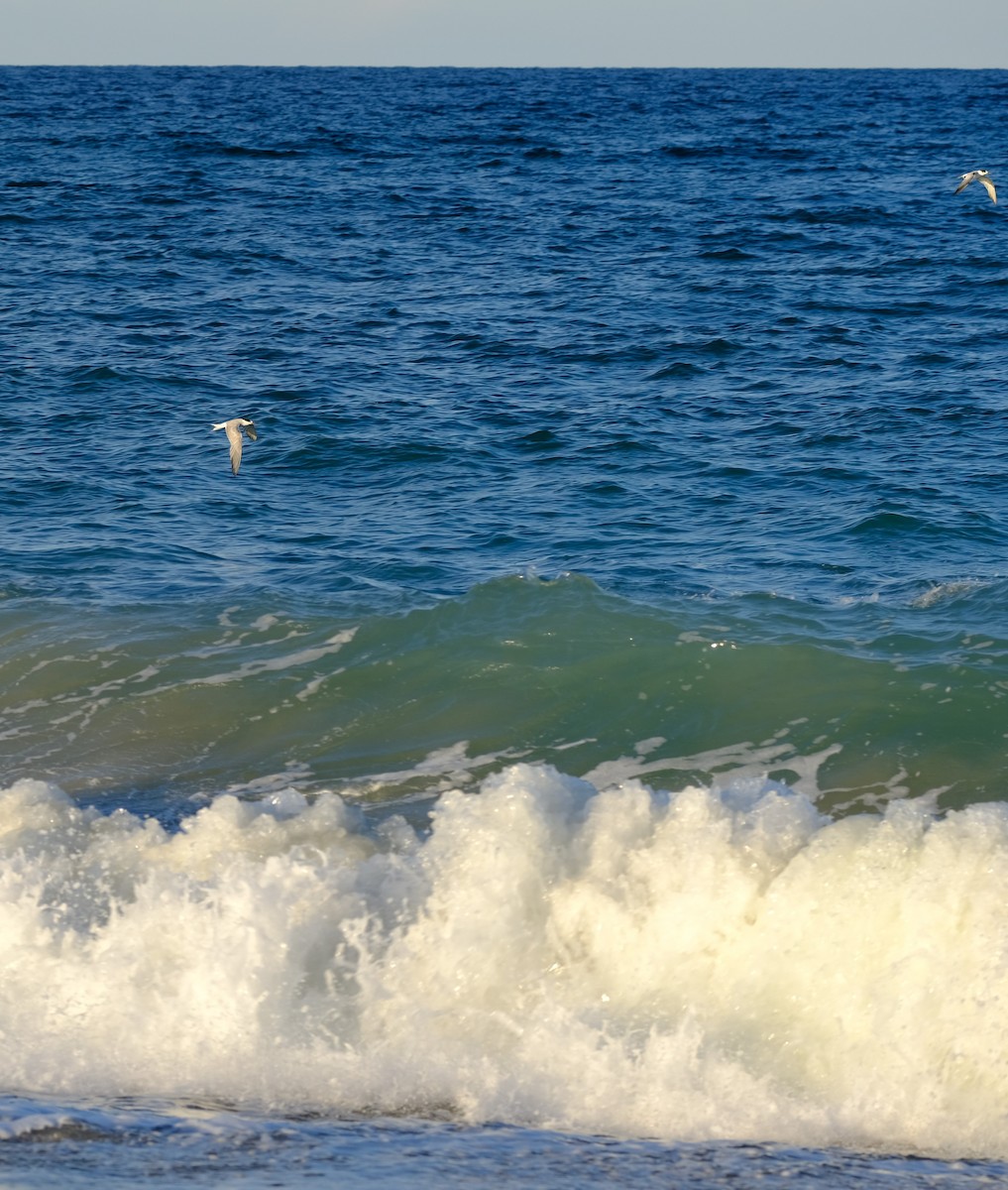 Least Tern - Casey Hooker