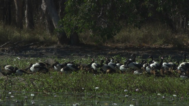 Wandering Whistling-Duck - ML479193