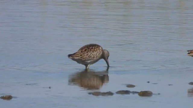 kortnebbekkasinsnipe/langnebbekkasinsnipe - ML479193391