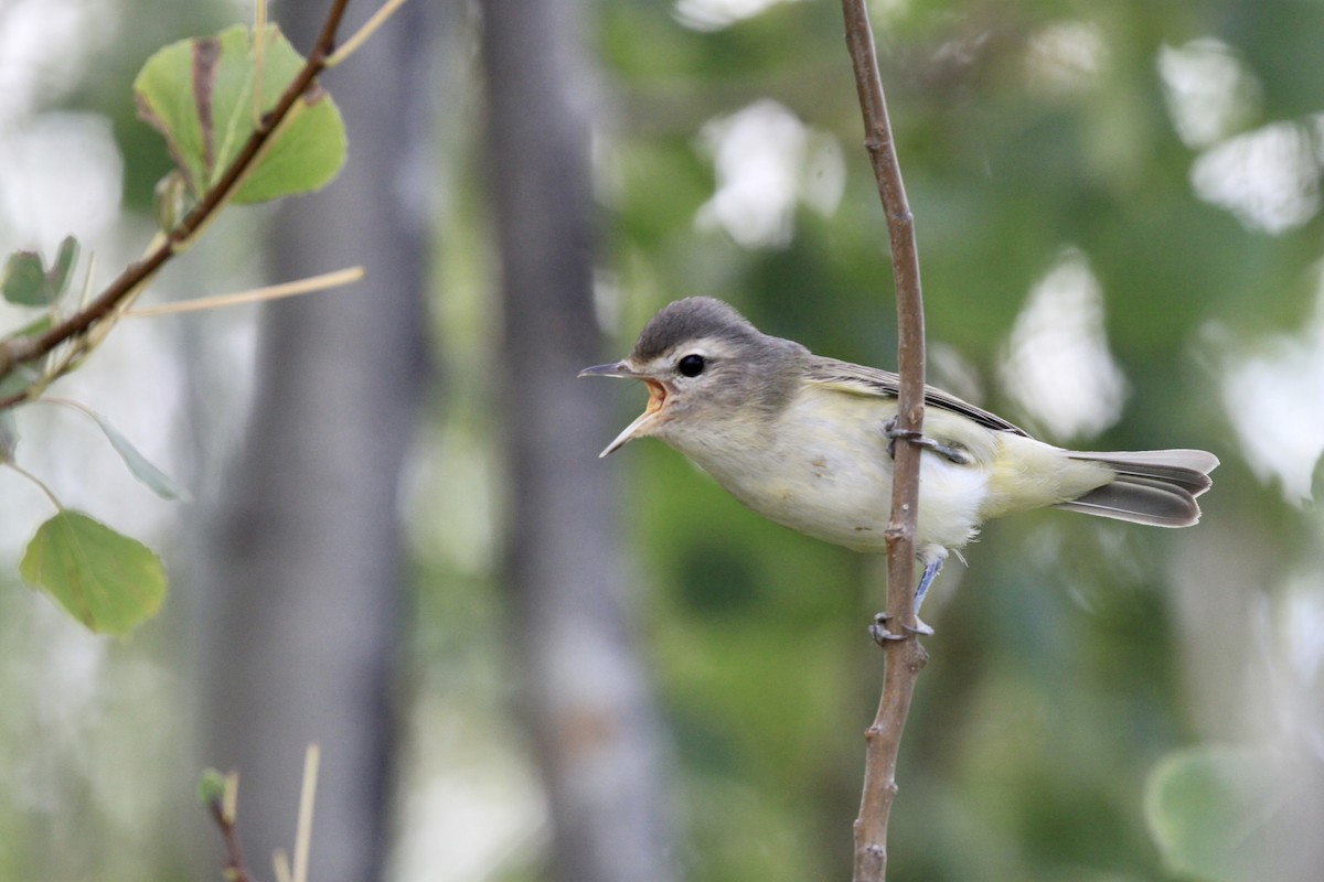 Warbling Vireo (Western) - ML479193491