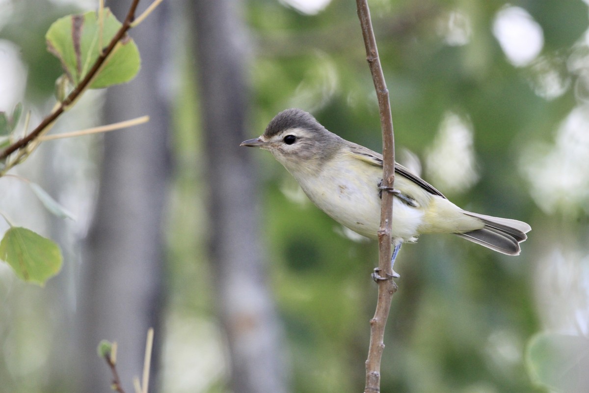 Warbling Vireo (Western) - ML479193521