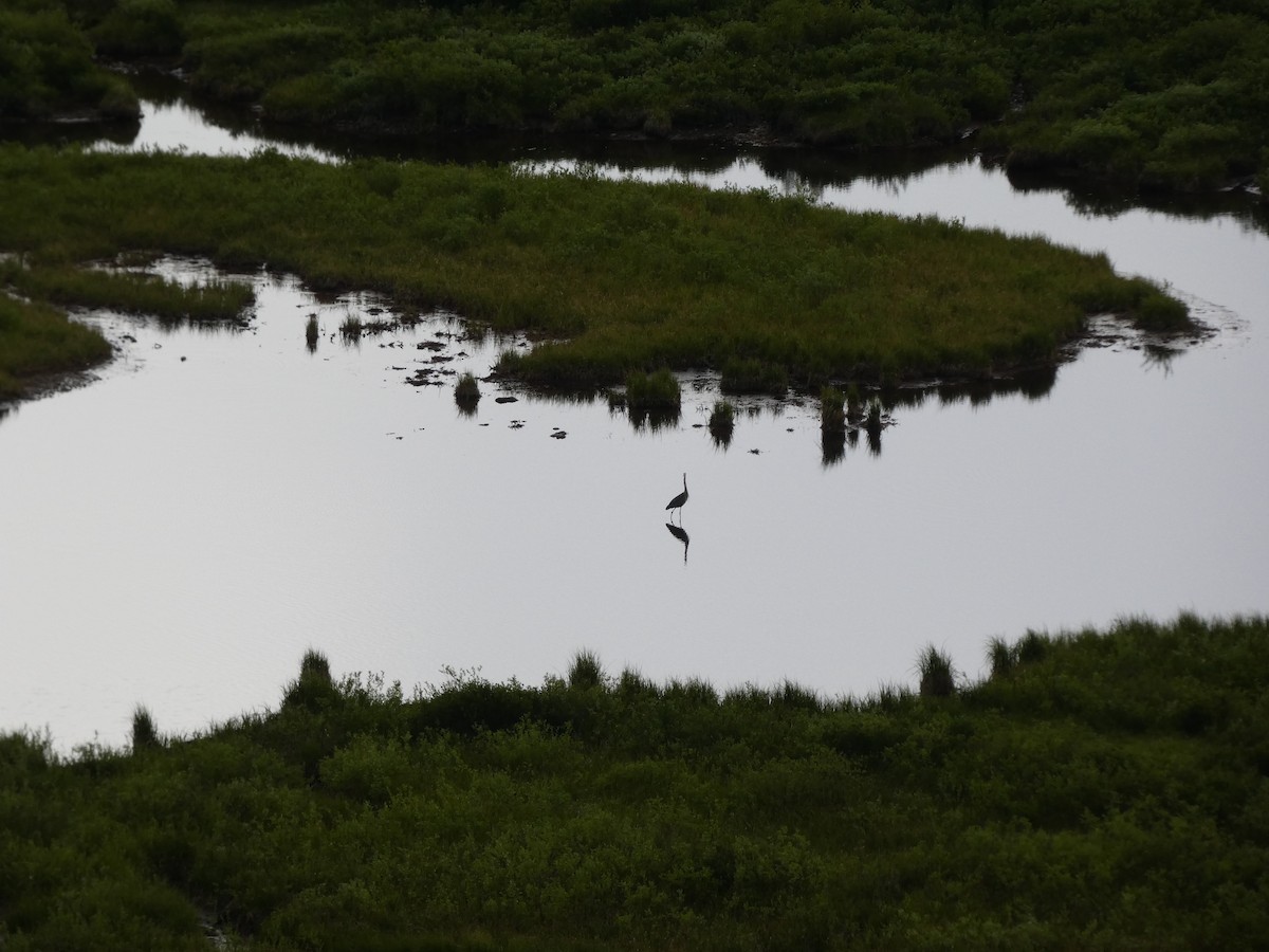 Great Blue Heron - ML479194881