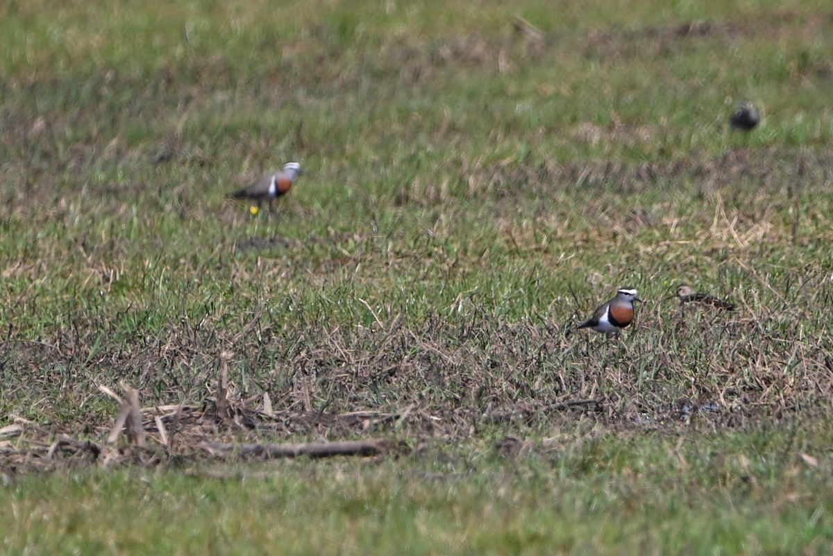 Rufous-chested Dotterel - ML479196491