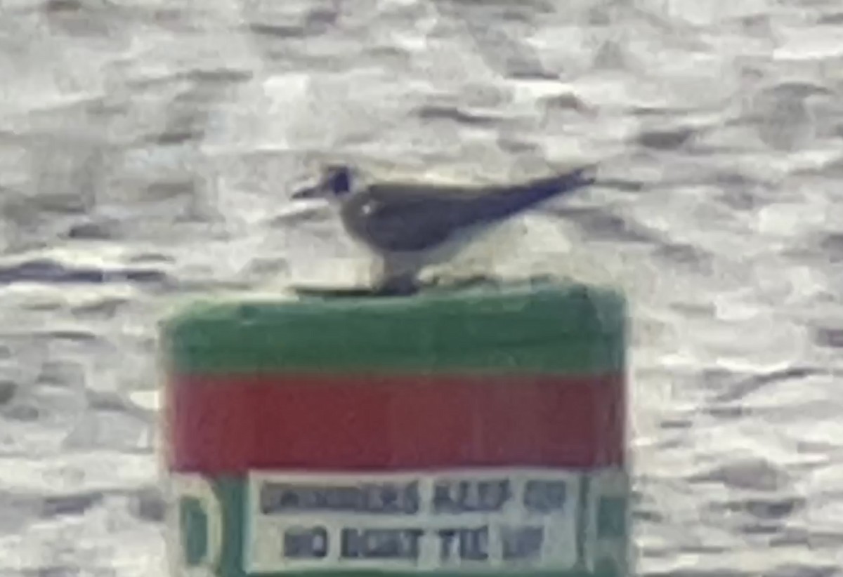 Black Tern - Mark McShane