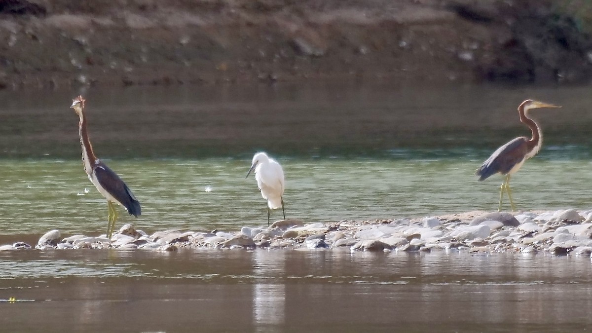 Tricolored Heron - Jeff Osborne