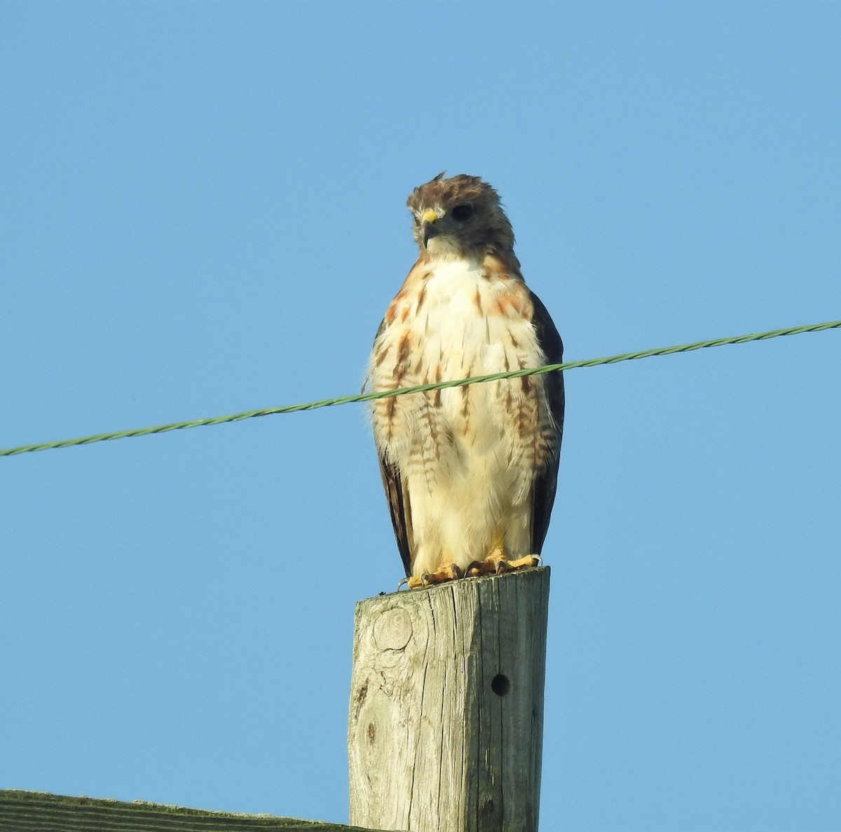 Red-tailed Hawk - Bruce Hoover