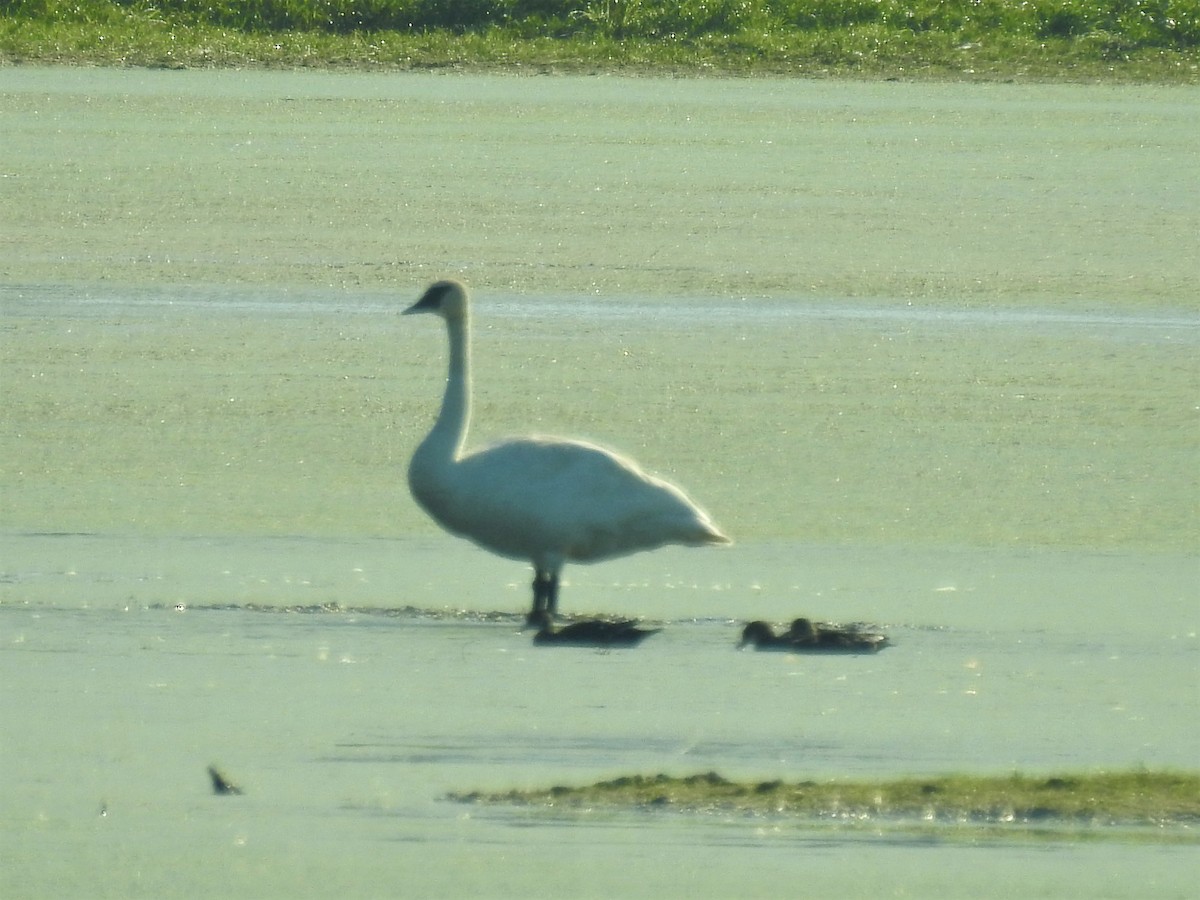 Trumpeter Swan - ML479197731