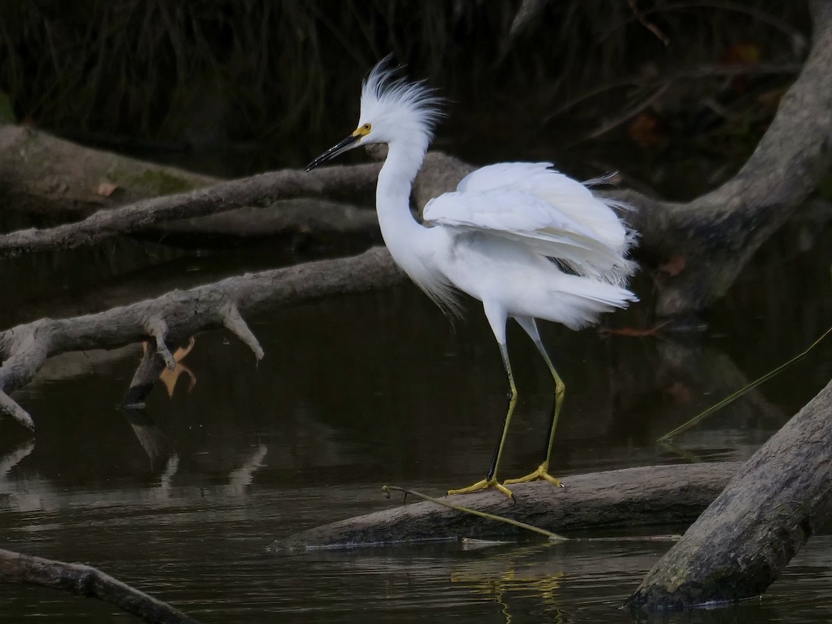 Snowy Egret - ML479197891