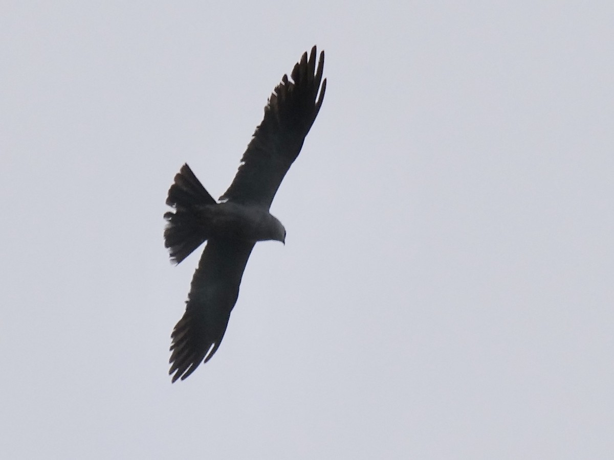 Mississippi Kite - ML479198021