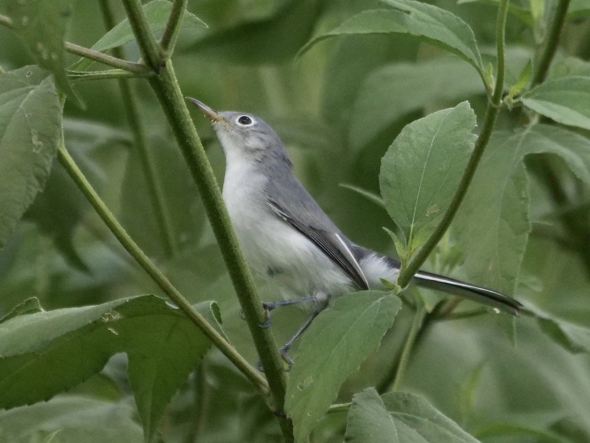 Blue-gray Gnatcatcher - ML479198171