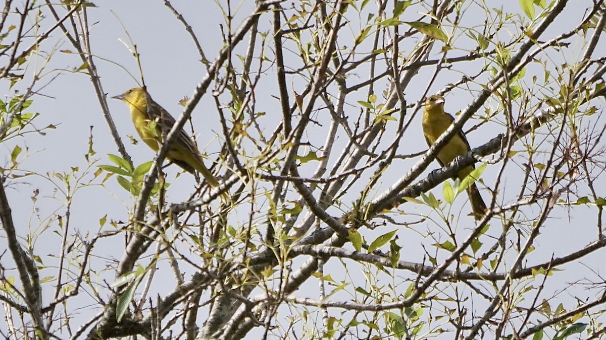 Orchard Oriole - ML479198231