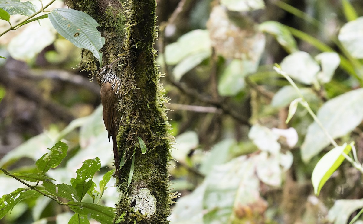 Montane Woodcreeper - ML479199651