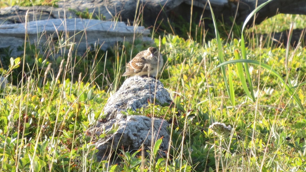 Lapland Longspur - ML479199741