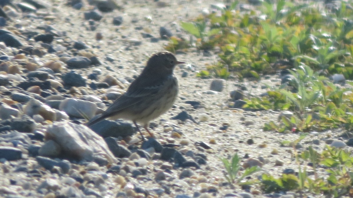 American Pipit - ML479199791