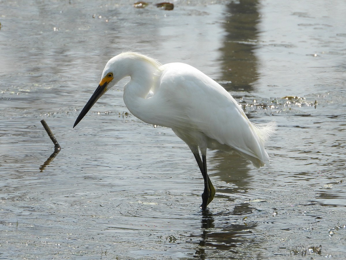 Snowy Egret - ML479200881