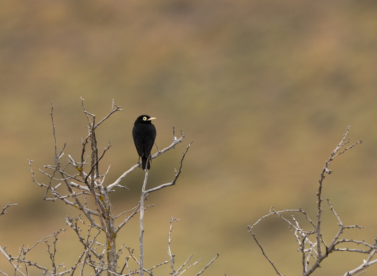 Spectacled Tyrant - Sergio Jaque Bopp