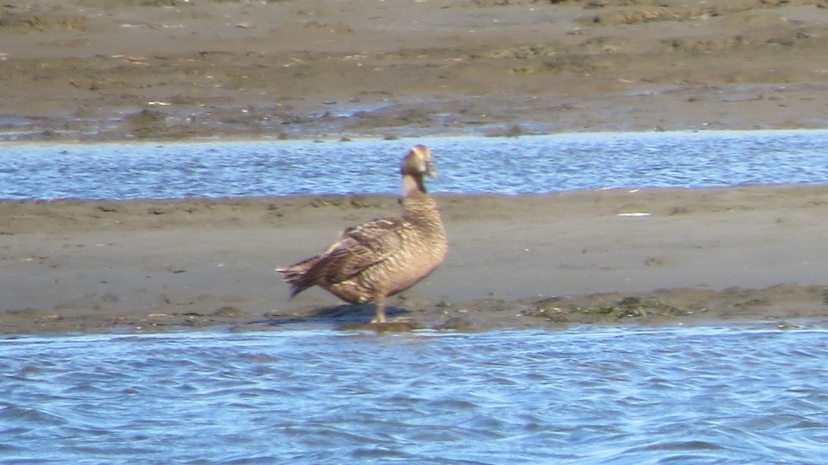 Common Eider - ML479201671