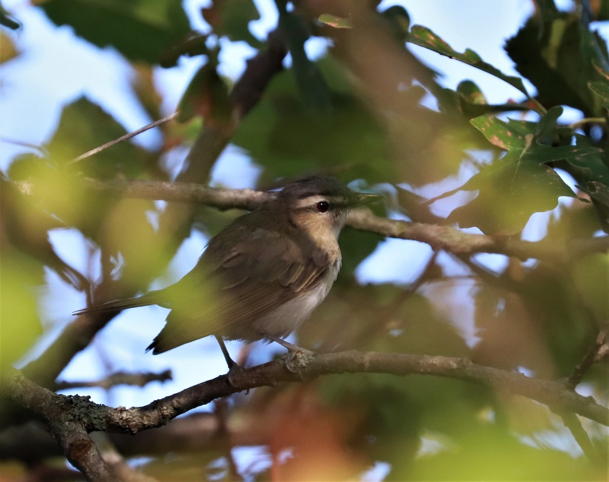 Red-eyed Vireo - ML479201771