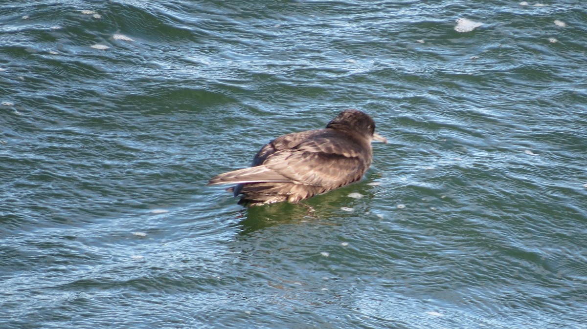 Short-tailed Shearwater - ML479202001