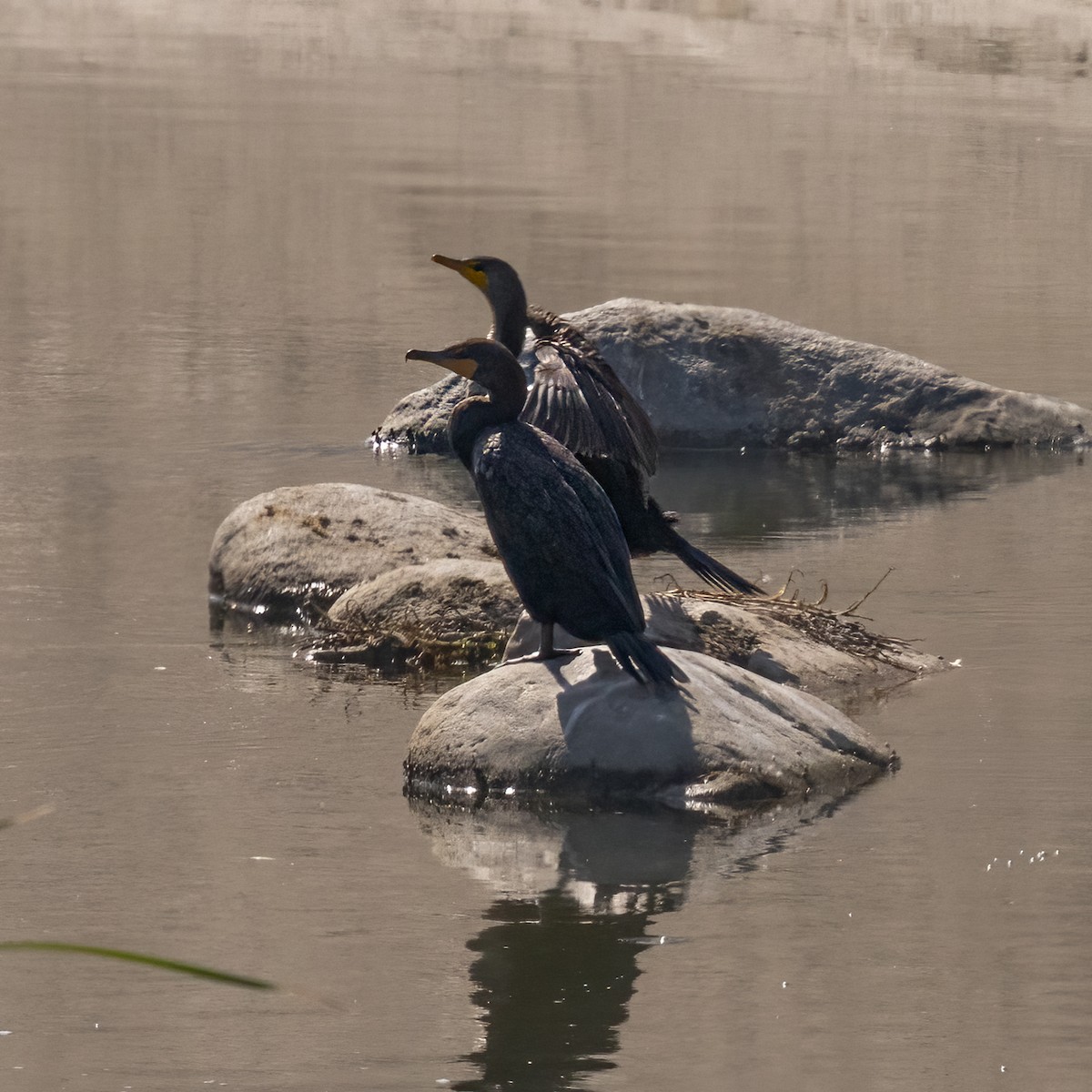 Cormoran à aigrettes - ML479202481