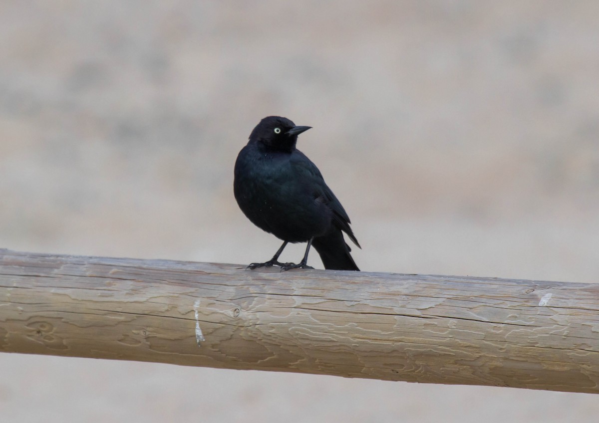 Brewer's Blackbird - ML47920301
