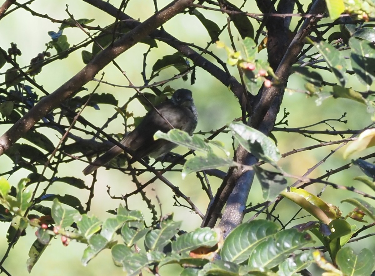 Marbled Honeyeater - ML479203691