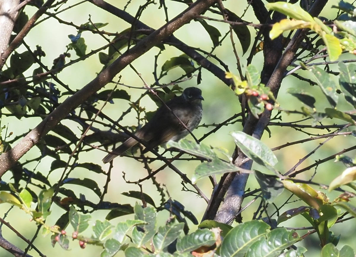 Marbled Honeyeater - ML479204811