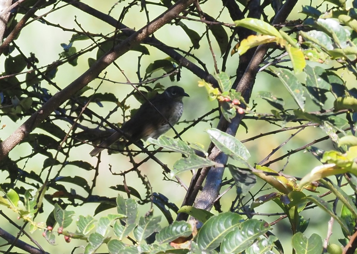 Marbled Honeyeater - ML479205071